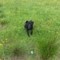 Dunlop Waiting For His Ball