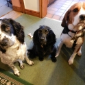 Barney, Saphie & Jemma