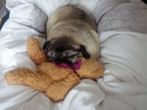 Arthur The Pug Asleep On A Bed
