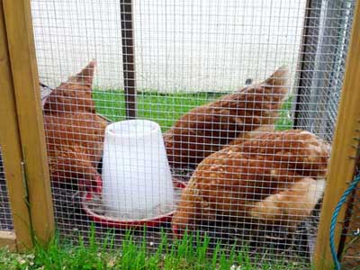 Chickens In A Chicken Coop In Hale