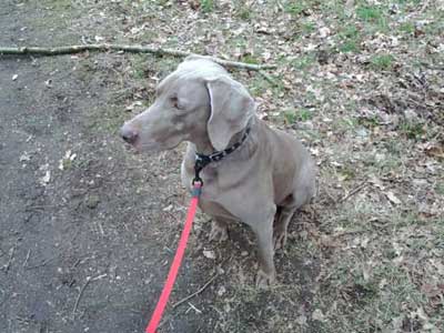 Finlay The Dog On A Walk In Knutsford