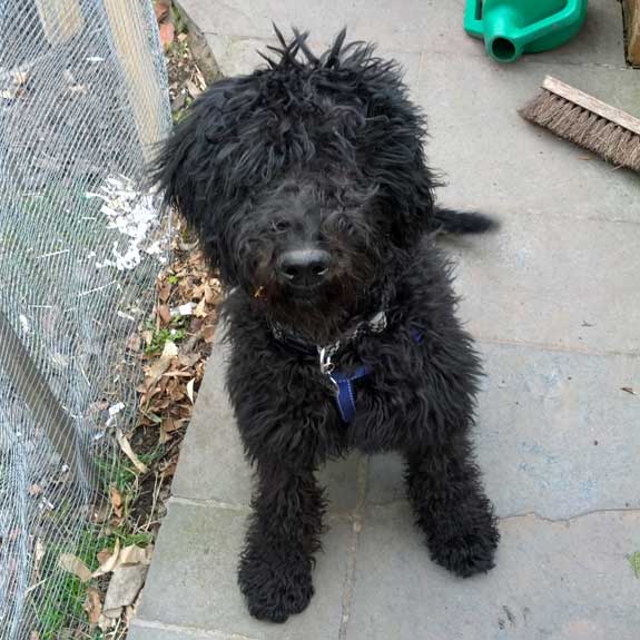 A Labradoodle dog sat down in a home in Knutsford