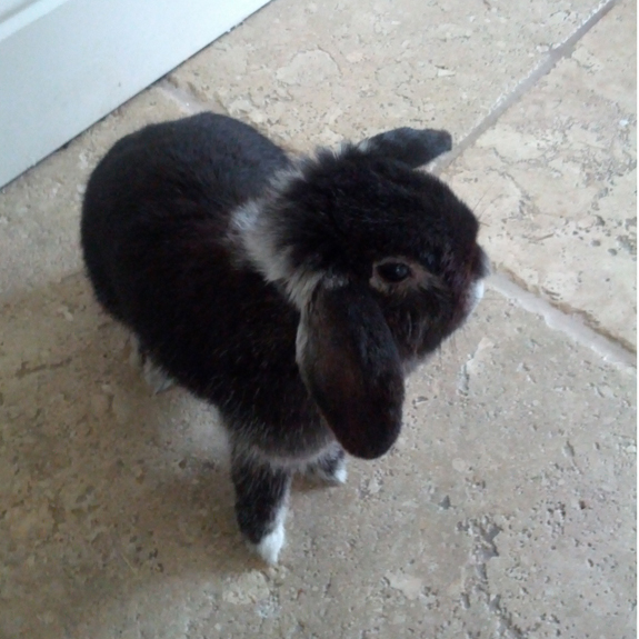 A house rabbit in High Legh