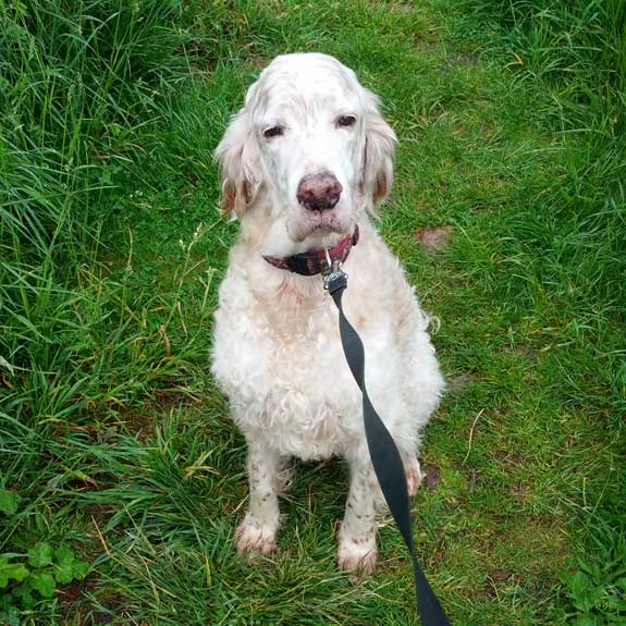 Paddy the English Retriever in Mobberley