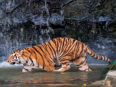A Beautiful Tiger Image