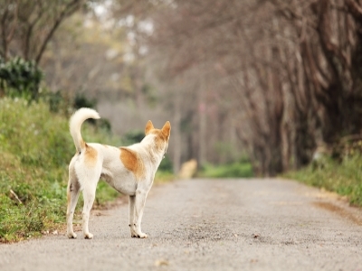 Lost Dog In Cheshire Image