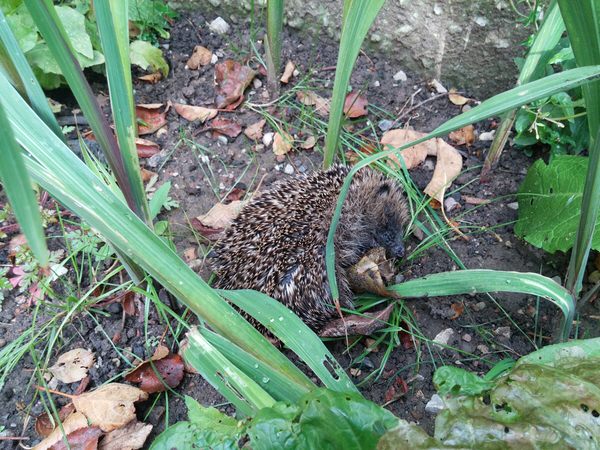 Harry The Hedgehog Taking A Well Earned Nap Image