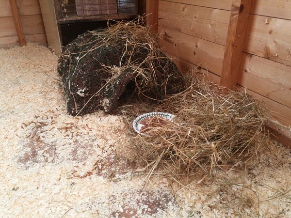 Harry The Hedgehog's New Home Image