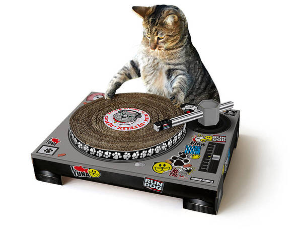 Top 5 Christmas Presents For Cats Image