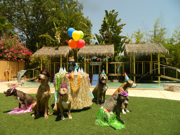 Most Luxury Pet Hotels Image