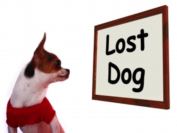 What To Do If Your Dog Goes Missing Image