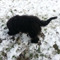 Dixie Playing In The Snow