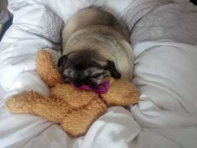 Arthur The Pug Asleep On A Bed
