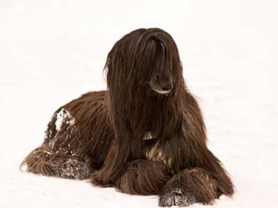 Afghan Hound In The Snow Image