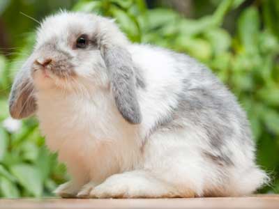Cute Rabbit In Cheshire