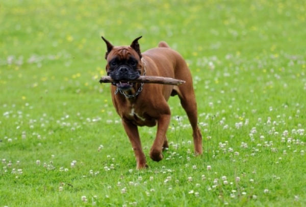 Stick Injuries In Dogs In Cheshire Image