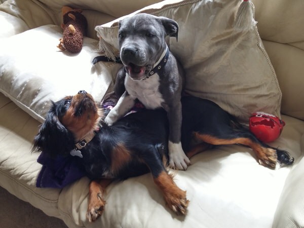 Home From Home Dog Boarding In Macclesfield