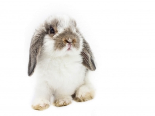 What You Should Know About Rabbits' Diets Image