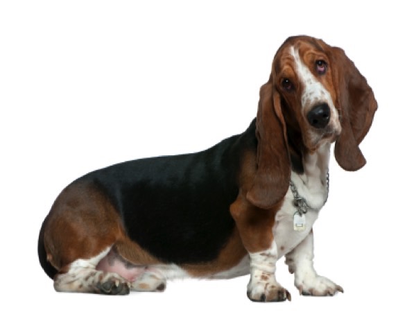 The A-Z Of Dog Breeds - The Basset Hound
