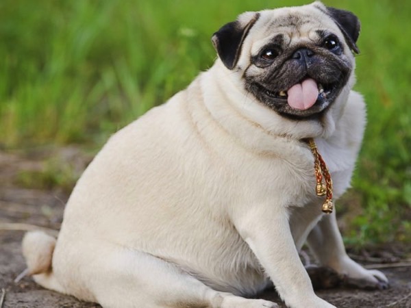 How To Help Your Pet Lose Weight Image