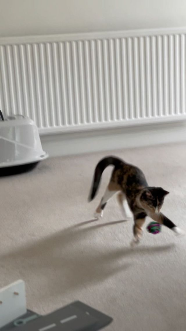 Sybil playing kitty football ⚽️