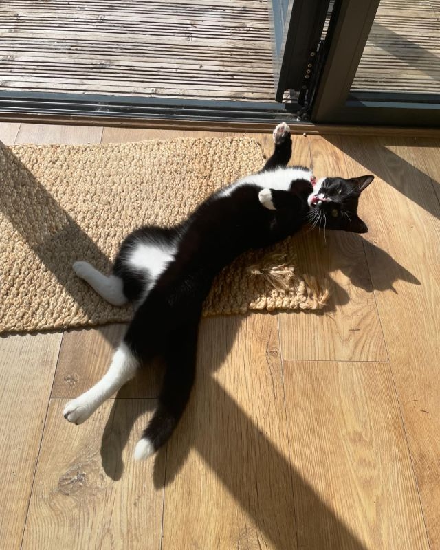 Ernie having a good stretch in the sun ☀️