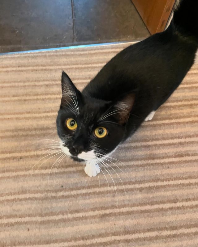 Coco x