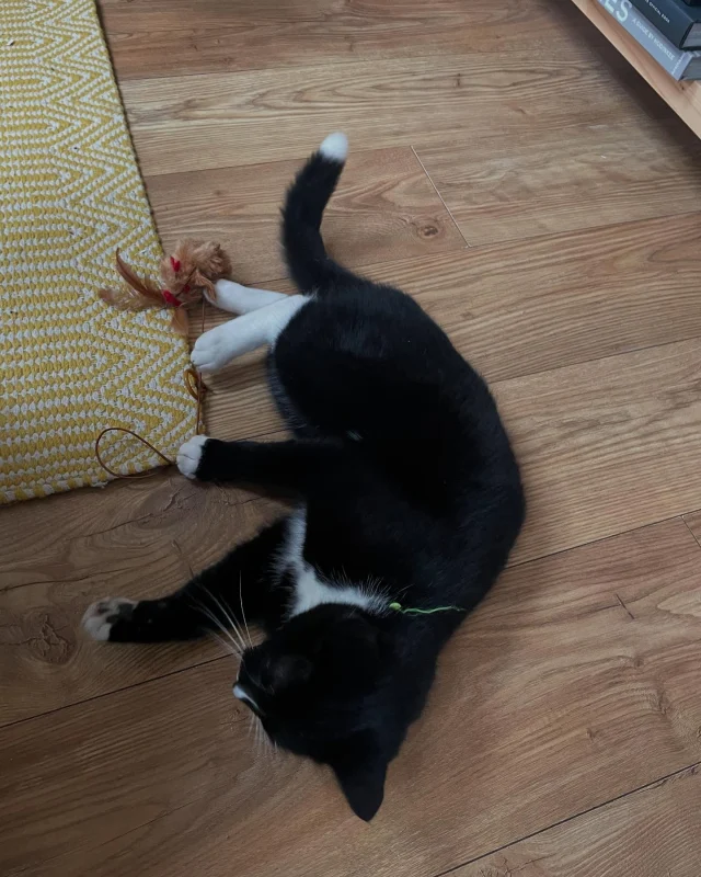 Ernie having a good play x