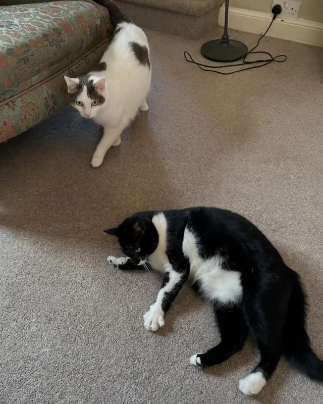 Poppy & Coco xx