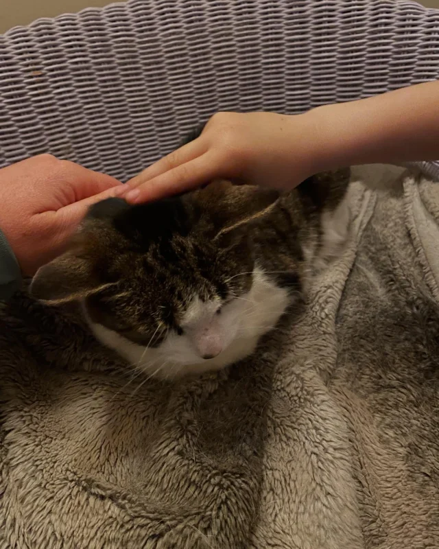 Daisy enjoying a good stroke!