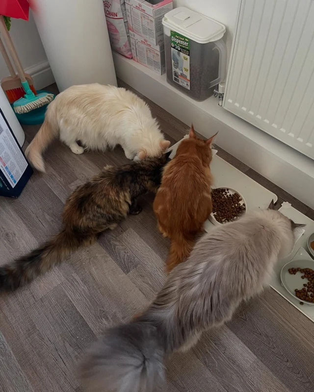 Ralph & Co. Enjoying their breakfast x