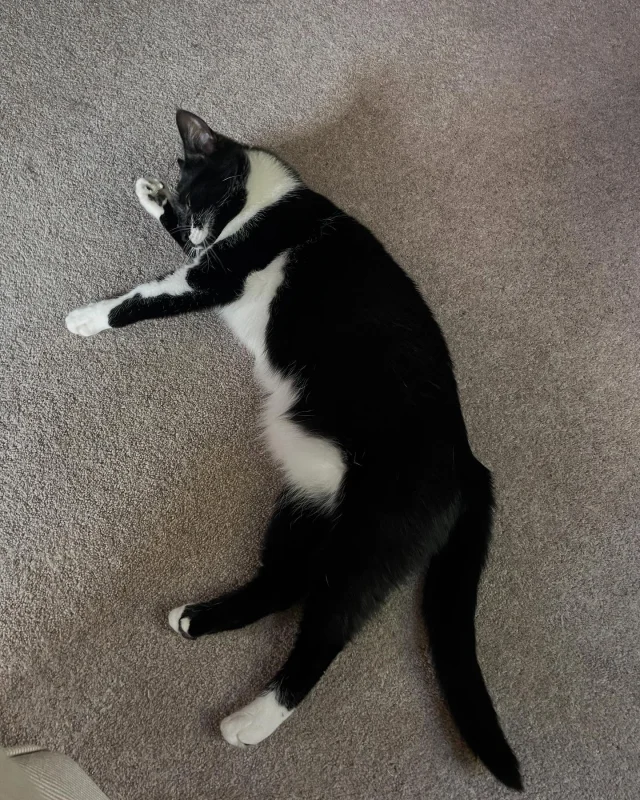 It’s so much better chilling at home than being cooped up inside a cattery 🐈‍⬛
#petsitting #petsitter #dogsitting #dogwalking #knutsford #cheshire #petcare #petlovers #doglovers #catsitting #doglife #petsofinstagram #catsofinstagram #instadog #dogstagram #animallover #petstagram